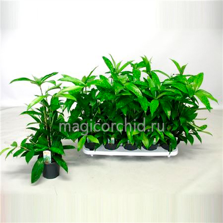 31022-1 Dracaena Surculosa 12 30 см