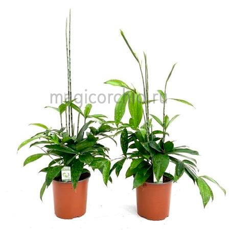 31022-1.2 Dracaena Surculosa 17 40см