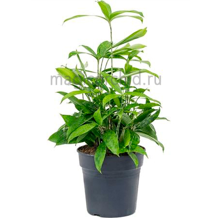 31022-2 Dracaena Surculosa 19 65 см