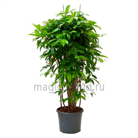 31022-3 Dracaena Surculosa 30 130см