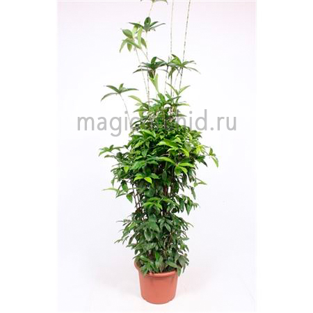 31022-4 Dracaena Surculosa 40 200см