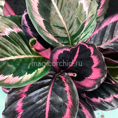 32014.1 калатея розеопикта литл принцесс calathea little princess