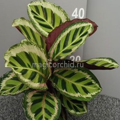 32014.3 калатея розеопикта Анжела Calathea Roseopicta Angela