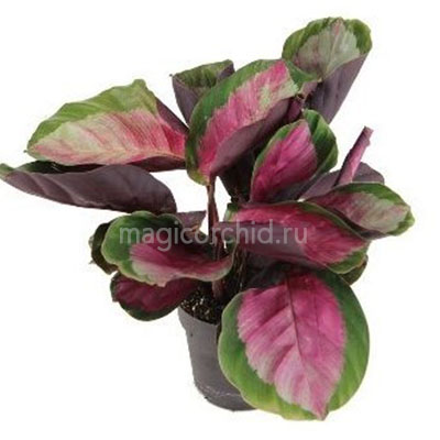 32014.6 калатея розеопикта рози Calathea roseopicta Rosy Silviya