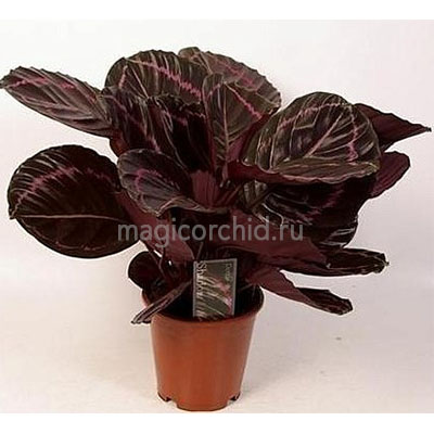 32014.8 калатея розеопикта дотти 19х50см calathea roseopicta dotty