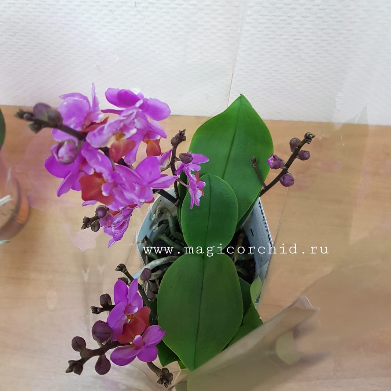 13017-46.2 фаленопсис мультифлора Тейбл мистери table mistery — копия