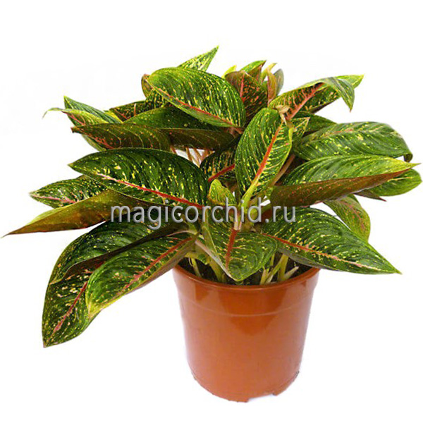30015 аглаонема опиум 15х35 см Aglaonema Opium
